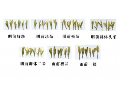 杭州州龙井茶的价格与价值分析