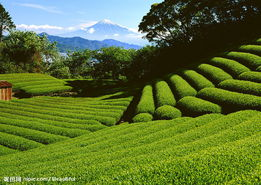 龙井茶的产地，茶园面积的探讨