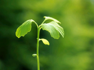 黑骨茶红芽与绿芽的价值比较