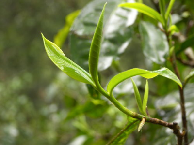 如何种植白茶苗， 增强茶树的生长与养护