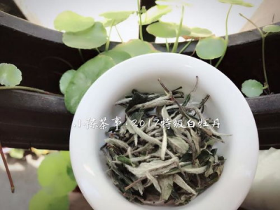 东莞桑植白茶的品质与特点, 适合茶爱好者的选择