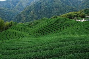 如何栽培红茶， 实现茶园的丰收