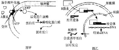 酶与黑茶：口感的比较与选择